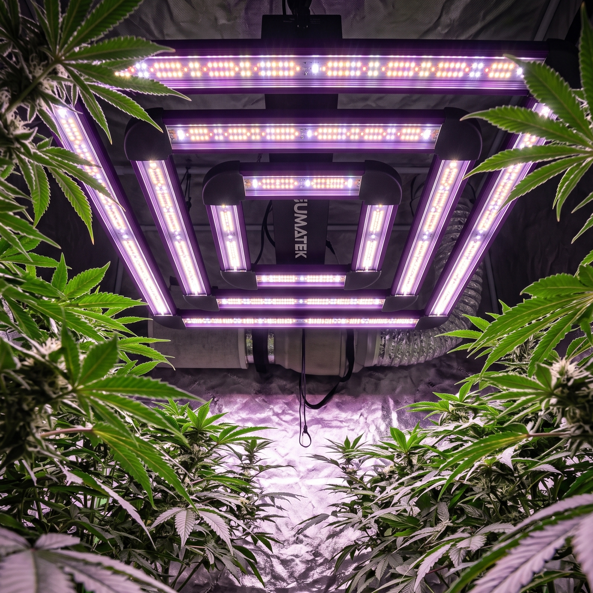 Grow LED kaufen mit gleichmäßiger Vollspektrum-Ausleuchtung