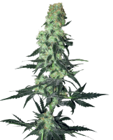 Amnesia White Regular Seeds - 10 (Bild für) Amnesia White Regular Seeds - 10