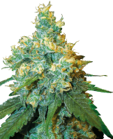 White Label Jack Herer Regular Seeds - 10 (Bild für) White Label Jack Herer Regular Seeds - 10