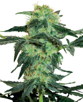 White Ice Regular Seeds - 10 (Bild für) White Ice Regular Seeds - 10