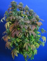 (Bild für) Heavy Duty Fruity Regular Seeds - 5