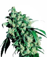 Super Skunk Feminised Seeds