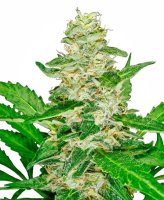 Super Skunk Auto Feminised Seeds