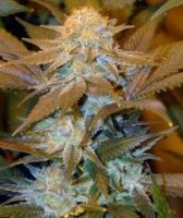 (Bild für) Critical Hog Feminised Seeds