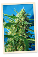 (Bild für) NYC Diesel Auto (Formerly Ice Cool Auto) Feminised Seeds