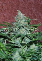 Amnesia Ryder Auto Feminised Seeds