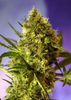 (Bild für) Big Devil Auto Feminised Seeds