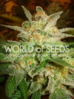 Star 47 Feminised Seeds