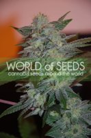 Yumbolt 47 Feminised Seeds