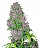 Purple Bud Feminised Seeds (Bild für) Purple Bud Feminised Seeds