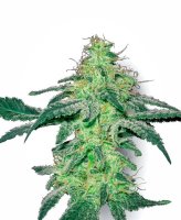 White Skunk Feminised Seeds (Bild für) White Skunk Feminised Seeds