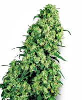 Skunk #1 Feminised Seeds (Bild für) Skunk #1 Feminised Seeds