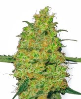 Master Kush Feminised Seeds (Bild für) Master Kush Feminised Seeds