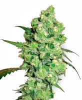 Super Skunk Feminised Seeds (Bild für) Super Skunk Feminised Seeds