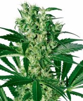X - Haze Feminised Seeds (Bild für) X - Haze Feminised Seeds