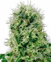 Pure Power Plant Feminised Seeds (Bild für) Pure Power Plant Feminised Seeds