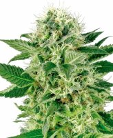 Northern Lights Feminised Seeds (Bild für) Northern Lights Feminised Seeds