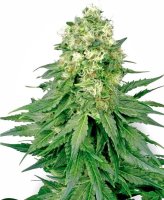 White Widow Feminised Seeds (Bild für) White Widow Feminised Seeds