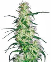 Purple Haze Feminised Seeds (Bild für) Purple Haze Feminised Seeds