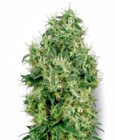 White Gold Feminised Seeds (Bild für) White Gold Feminised Seeds