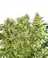 Female Mix Feminised Seeds (Bild für) Female Mix Feminised Seeds