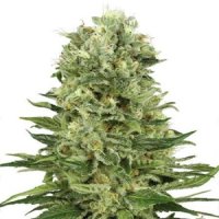 Skunk #1 Auto Feminised Seeds (Bild für) Skunk #1 Auto Feminised Seeds