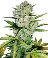 Super Skunk Auto Feminised Seeds (Bild für) Super Skunk Auto Feminised Seeds