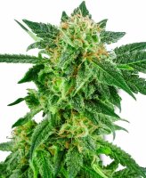 Snow Ryder Auto Feminised Seeds (Bild für) Snow Ryder Auto Feminised Seeds