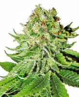 Northern Lights Auto Feminised Seeds (Bild für) Northern Lights Auto Feminised Seeds