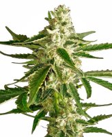 White Diesel Haze Auto Feminised Seeds (Bild für) White Diesel Haze Auto Feminised Seeds