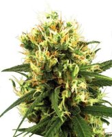 White Haze Auto Feminised Seeds (Bild für) White Haze Auto Feminised Seeds