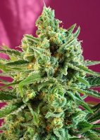 (Bild für) S.A.D. CBD Feminised Seeds