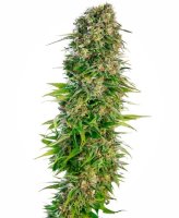 Hindu Kush Auto Feminised Seeds