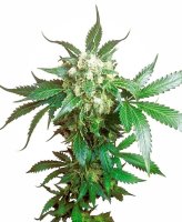 Black Domina Feminised Seeds
