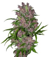 Purple Bud Auto Feminised Seeds (Bild für) Purple Bud Auto Feminised Seeds