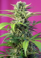 (Bild für) Chem Beyond Diesel CBD Feminised Seeds