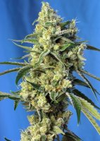 (Bild für) Sweet Amnesia Haze Feminised Seeds