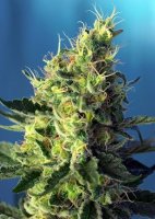 (Bild für) Sweet Pure CBD Feminised Seeds