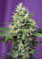 (Bild für) Sweet Amnesia Haze XL Auto Feminised Seeds