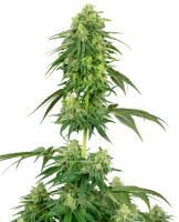 Strawberry Kush Feminised Seeds (Bild für) Strawberry Kush Feminised Seeds