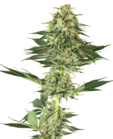 Banana Kush Feminised Seeds (Bild für) Banana Kush Feminised Seeds