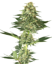 (Bild für) Banana Kush Feminised Seeds