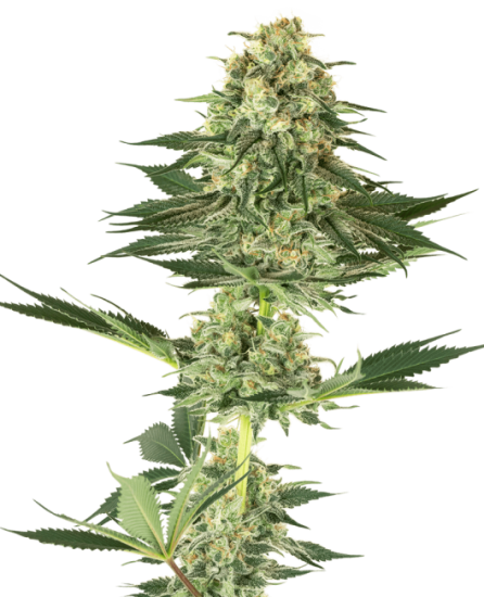 (Bild für) Banana Kush Feminised Seeds