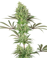 Double Banana Kush Feminised Seeds (Bild für) Double Banana Kush Feminised Seeds