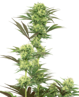 Guava Jelly Feminised Seeds (Bild für) Guava Jelly Feminised Seeds