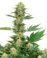 Gelato #420 Feminised Seeds (Bild für) Gelato #420 Feminised Seeds