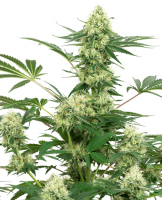 Wedding Cheesecake Feminised Seeds (Bild für) Wedding Cheesecake Feminised Seeds