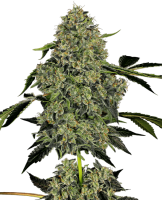 OG Kush Auto Feminised Seeds (Bild für) OG Kush Auto Feminised Seeds