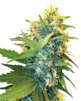 (Bild für) Double Kush Cake Feminised Seeds