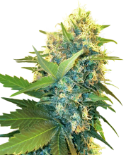(Bild für) Double Kush Cake Feminised Seeds